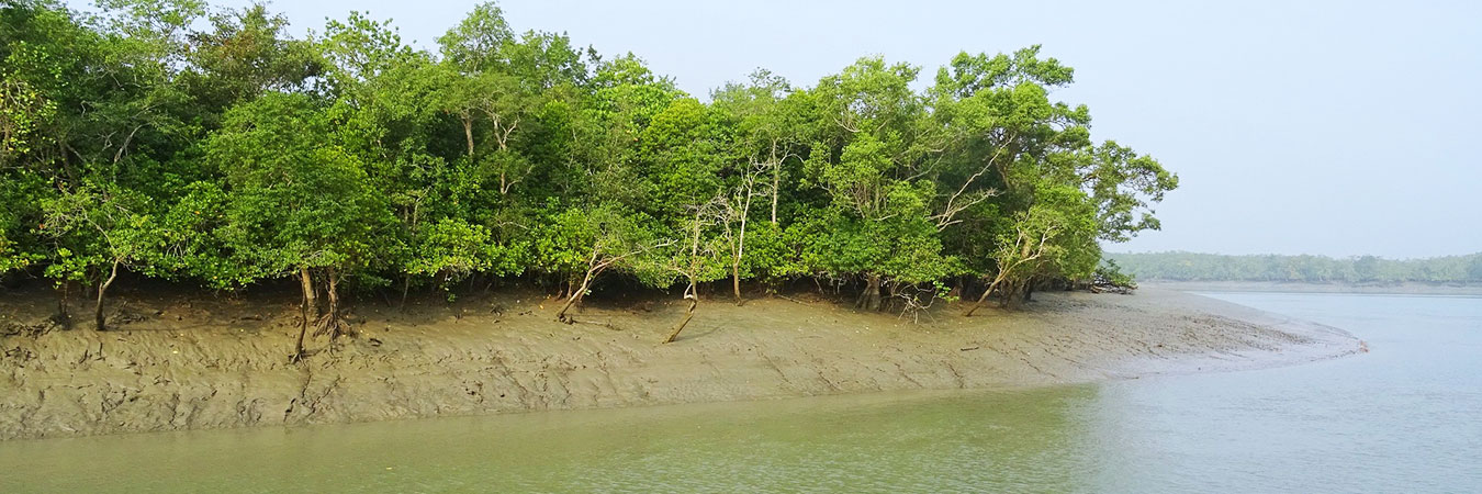 Sundarbans
